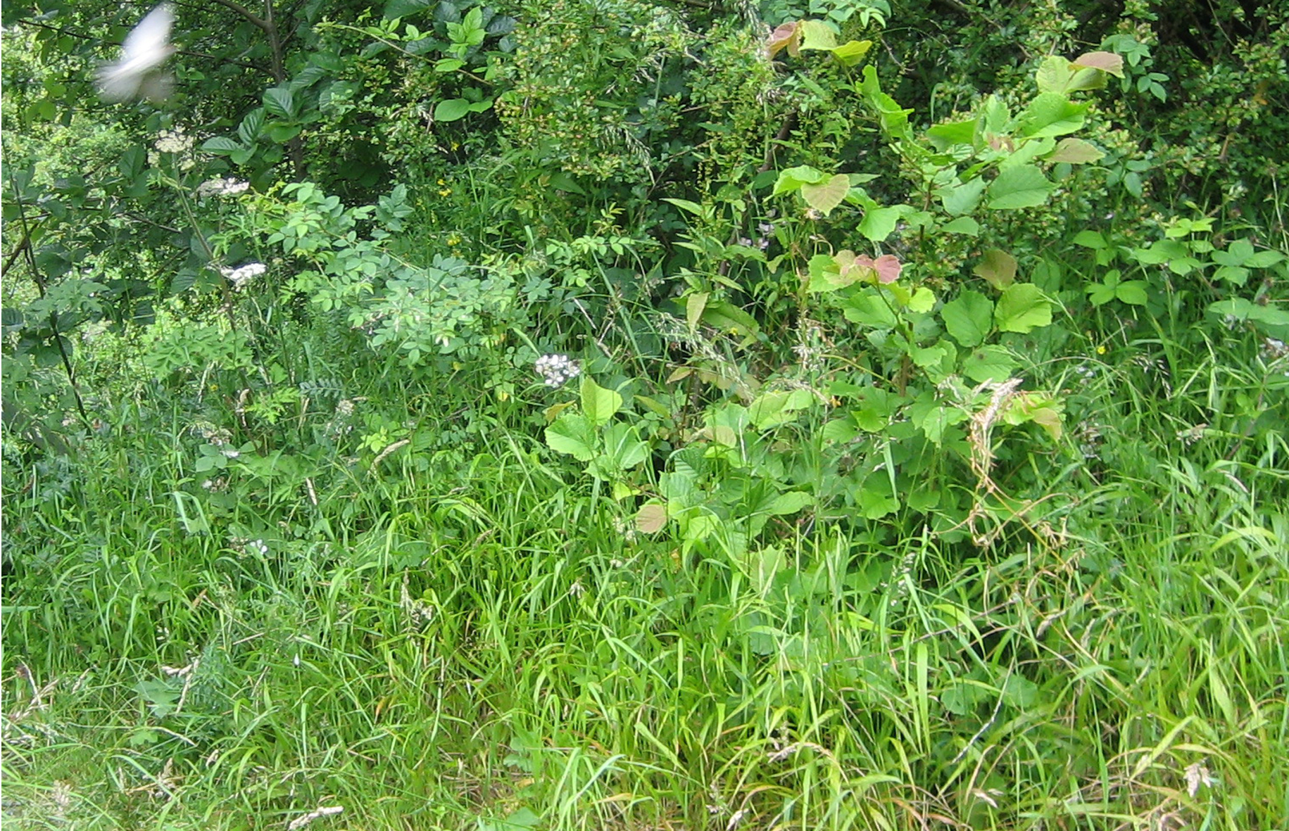 New Ferry Butterfly Park